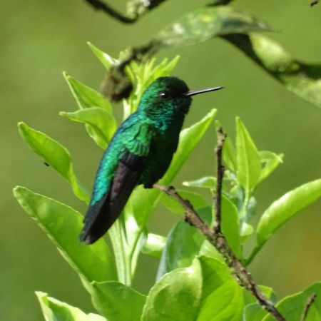 Hacienda Guayabal Villa Chinchiná Dış mekan fotoğraf