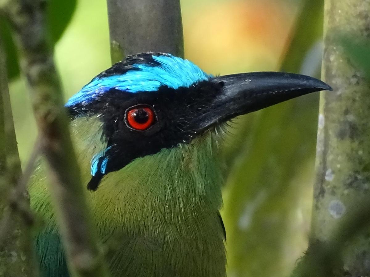 Hacienda Guayabal Villa Chinchiná Dış mekan fotoğraf