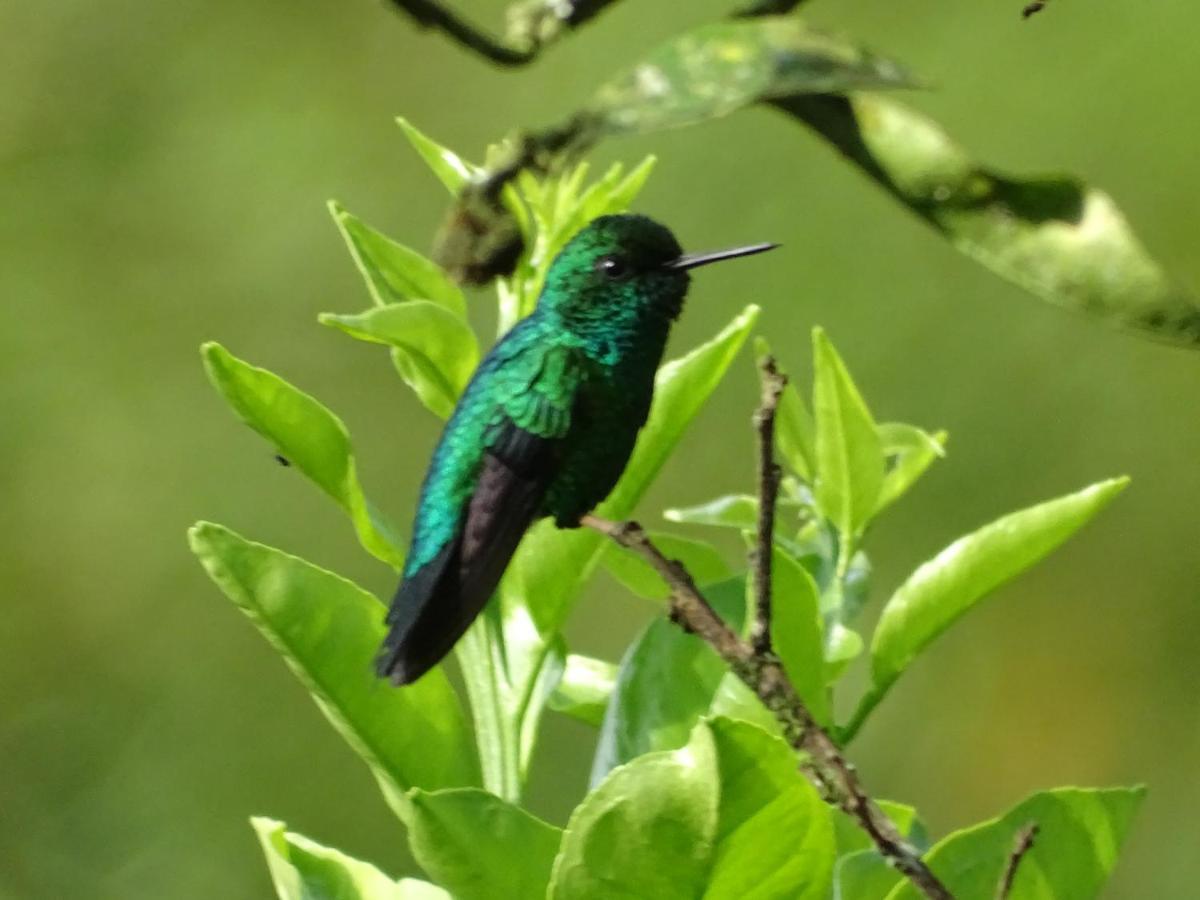 Hacienda Guayabal Villa Chinchiná Dış mekan fotoğraf