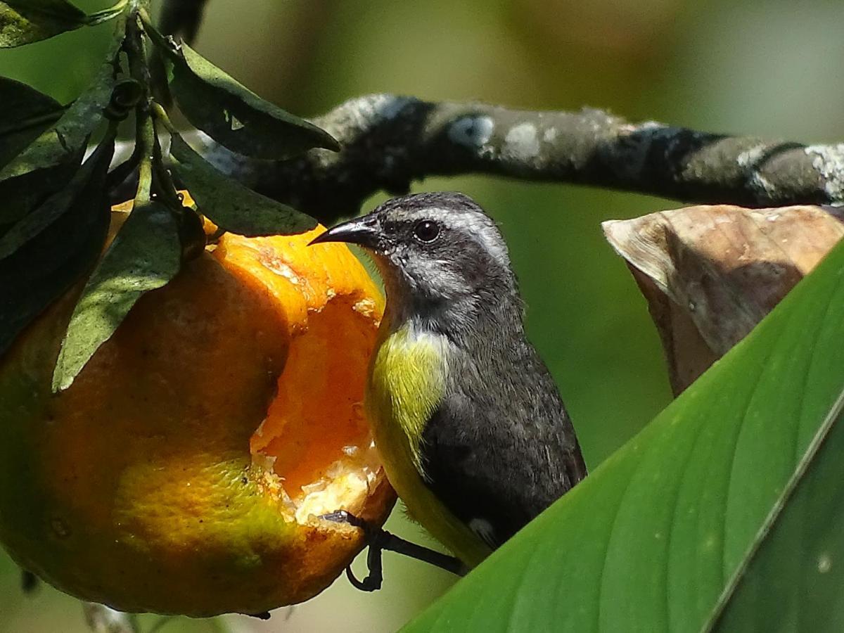 Hacienda Guayabal Villa Chinchiná Dış mekan fotoğraf