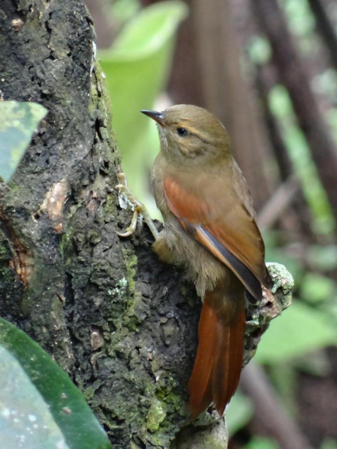 Hacienda Guayabal Villa Chinchiná Dış mekan fotoğraf